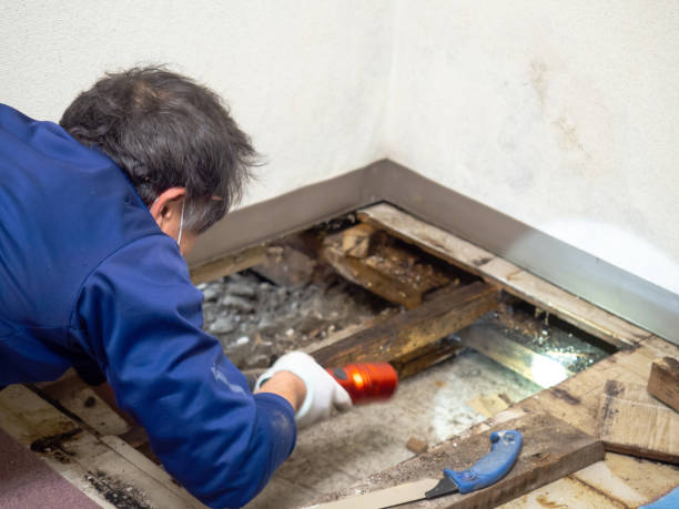 Best Industrial Mold Remediation in Lewes, DE