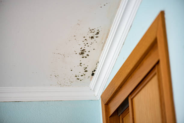 Best Post-Flood Mold Remediation in Lewes, DE