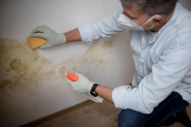 Best Bathroom Mold Remediation in Lewes, DE