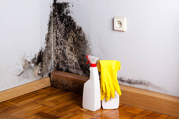 Best DIY Mold Remediation Support Services in Lewes, DE